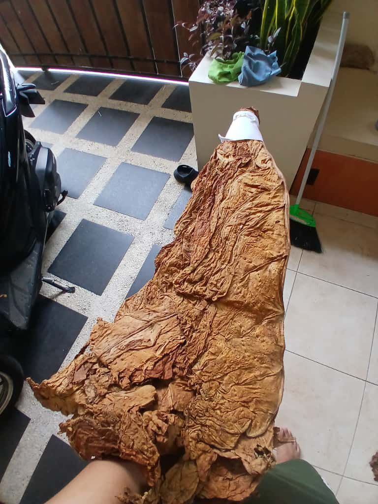 Tobacco Kasturi (Voor Oogst) South Jember Grade Lokal 1